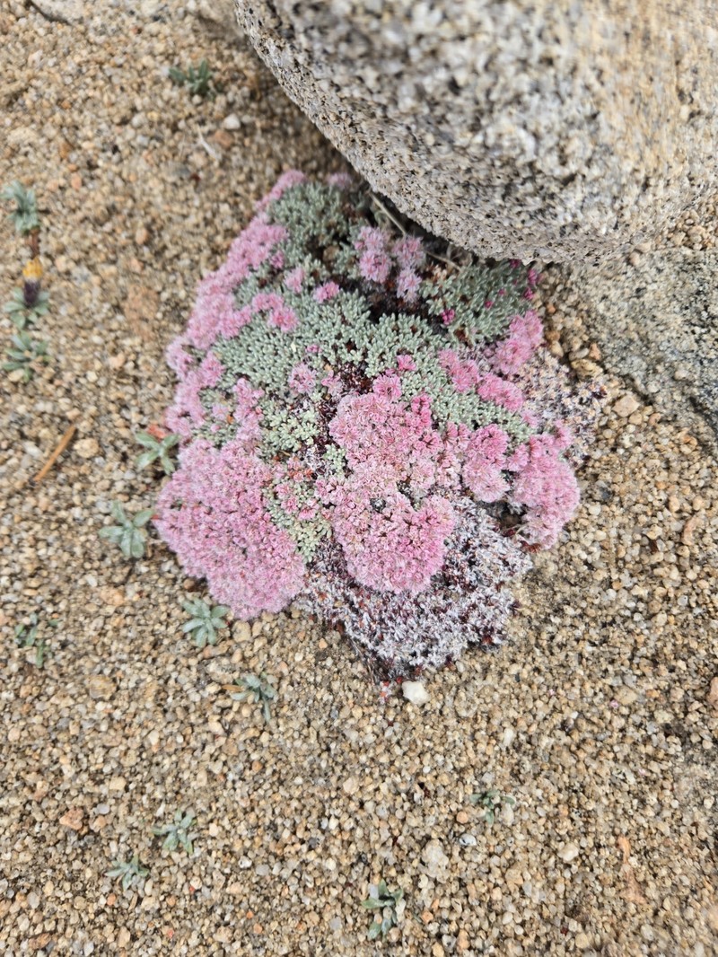 Eriogonum kennedyi var. alpigenum photo 2