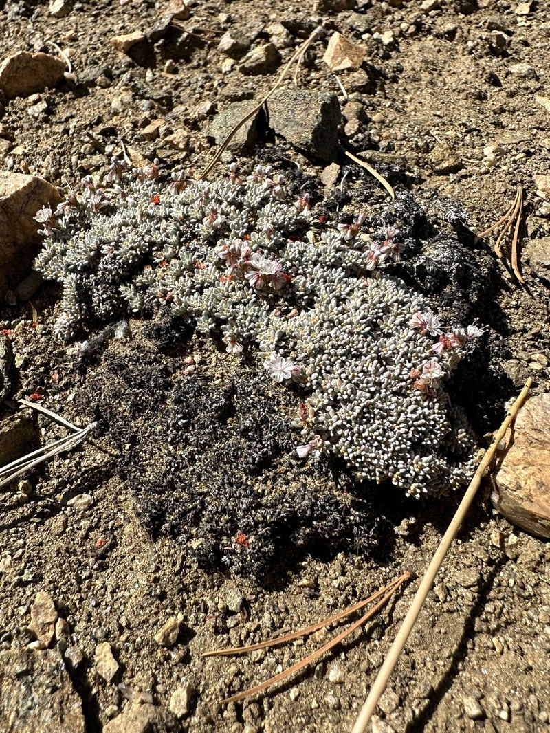 Eriogonum kennedyi var. alpigenum photo 3