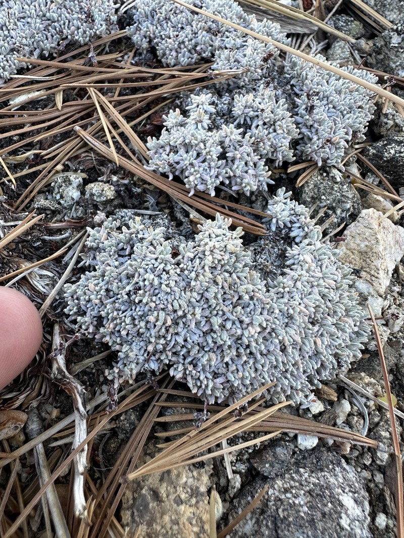 Eriogonum kennedyi var. alpigenum photo 4