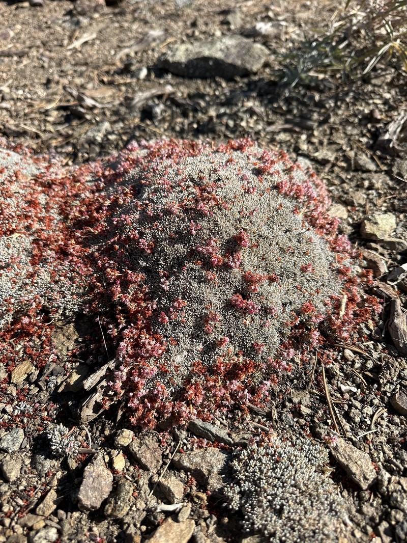 Eriogonum kennedyi var. alpigenum photo 5
