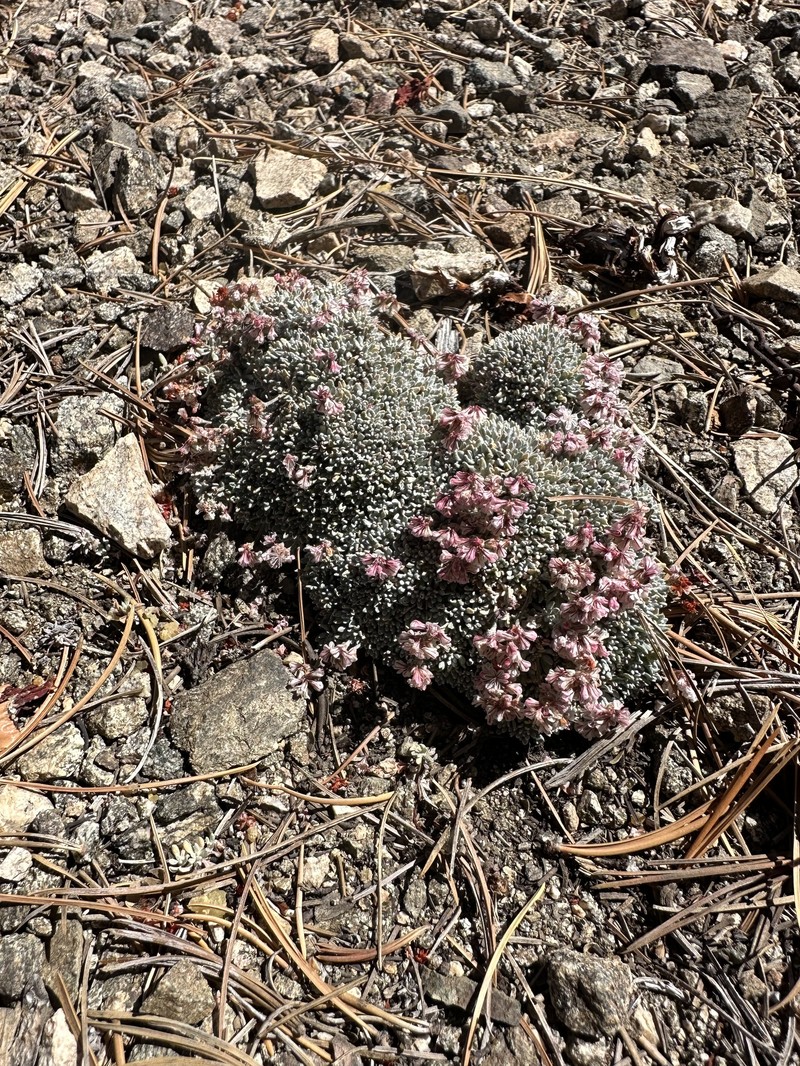 Eriogonum kennedyi var. alpigenum photo 7