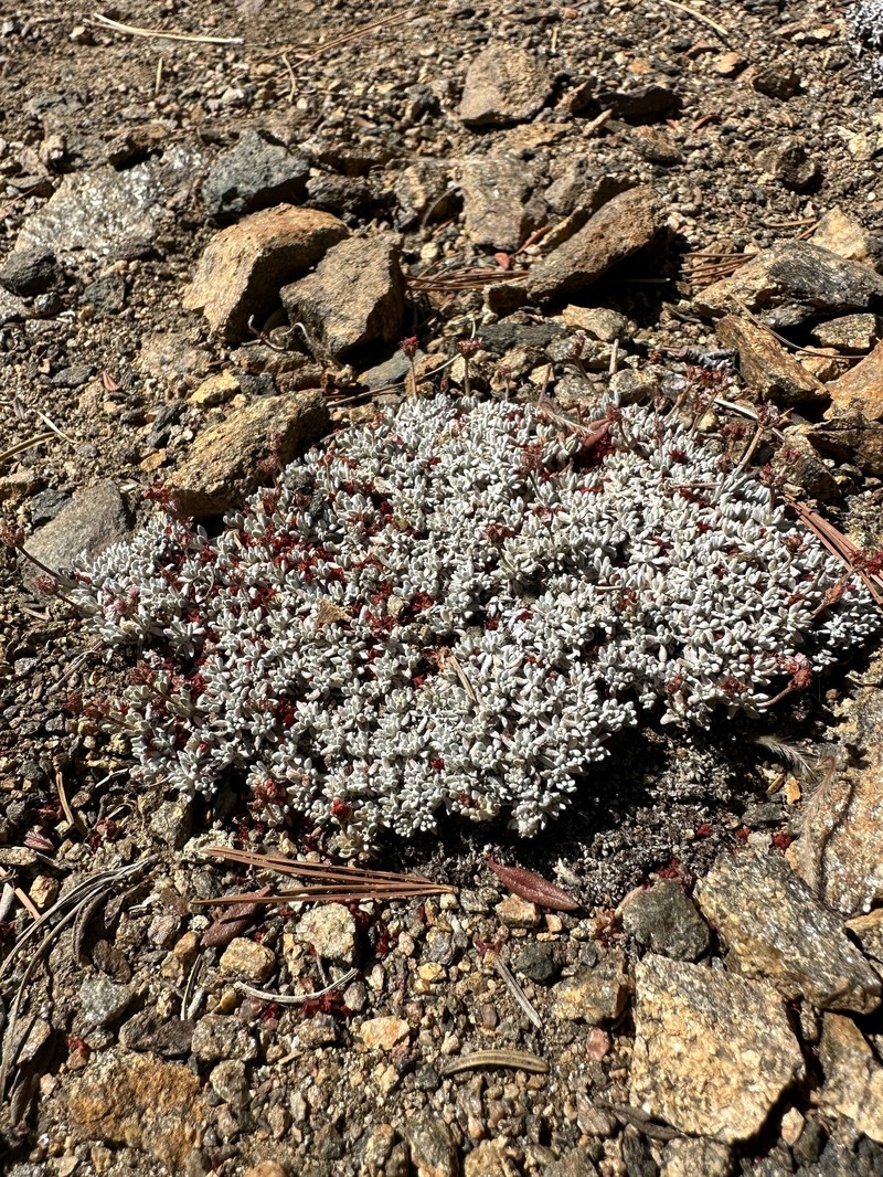 Eriogonum kennedyi var. alpigenum photo 8