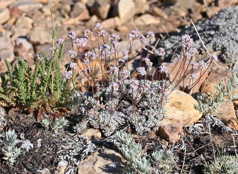 Eriogonum kennedyi var. austromontanum