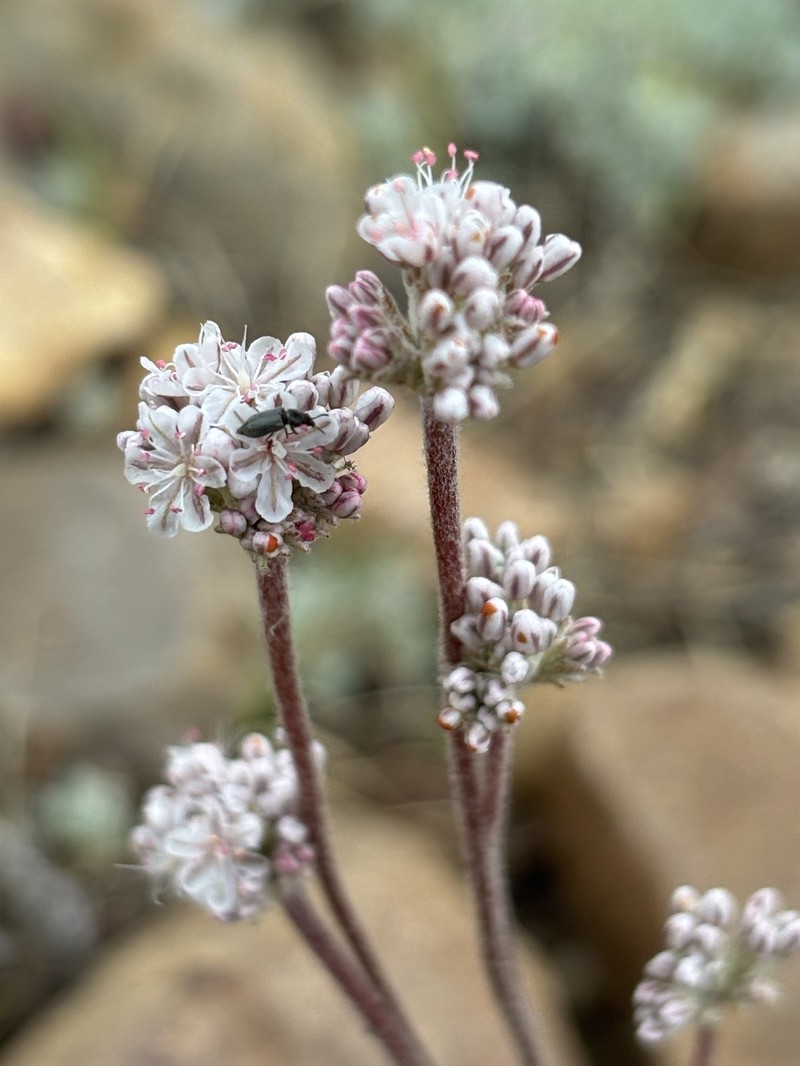Eriogonum kennedyi var. austromontanum photo 2