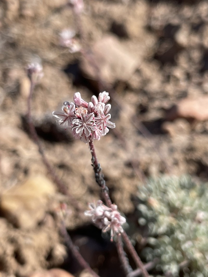 Eriogonum kennedyi var. austromontanum photo 3