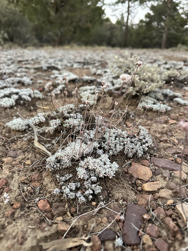 Eriogonum kennedyi var. austromontanum photo 4