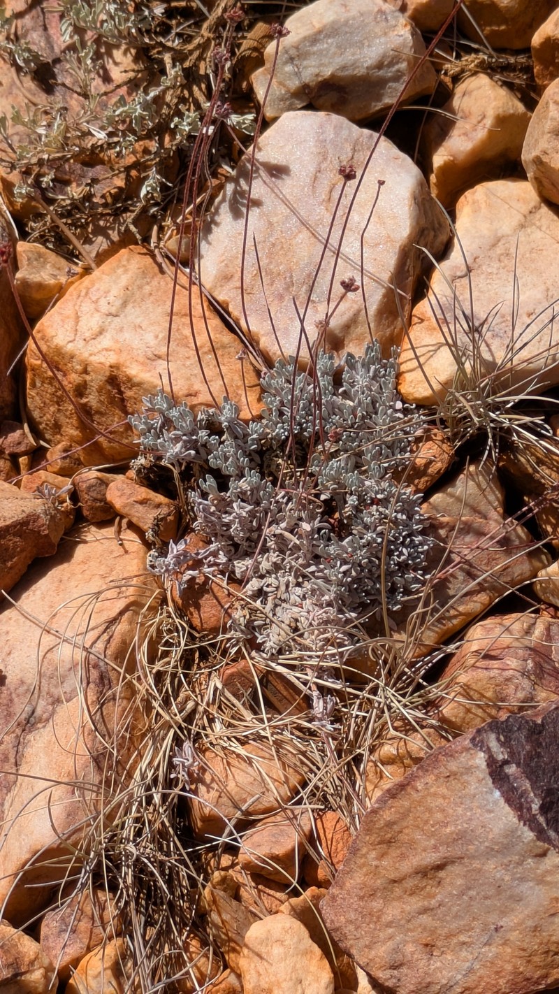 Eriogonum kennedyi var. austromontanum photo 5