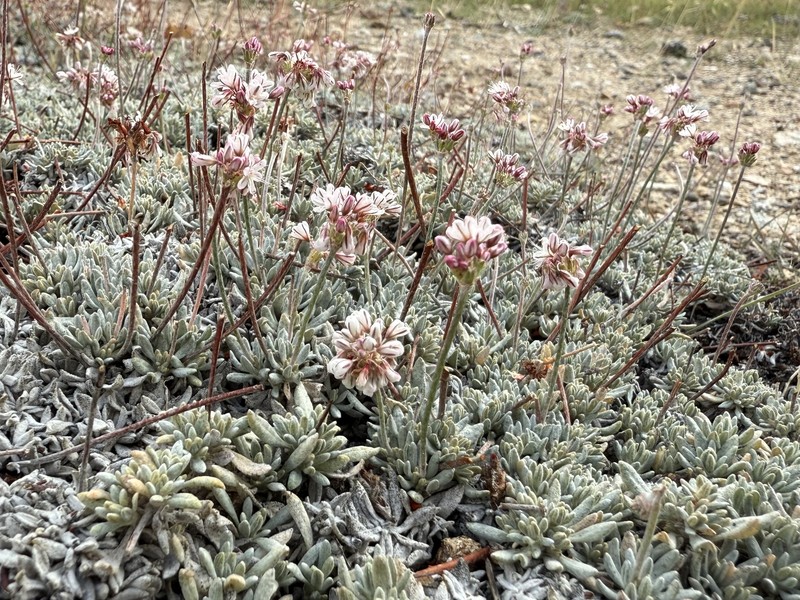 Eriogonum kennedyi var. austromontanum photo 6