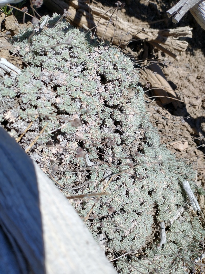Eriogonum kennedyi var. austromontanum photo 7