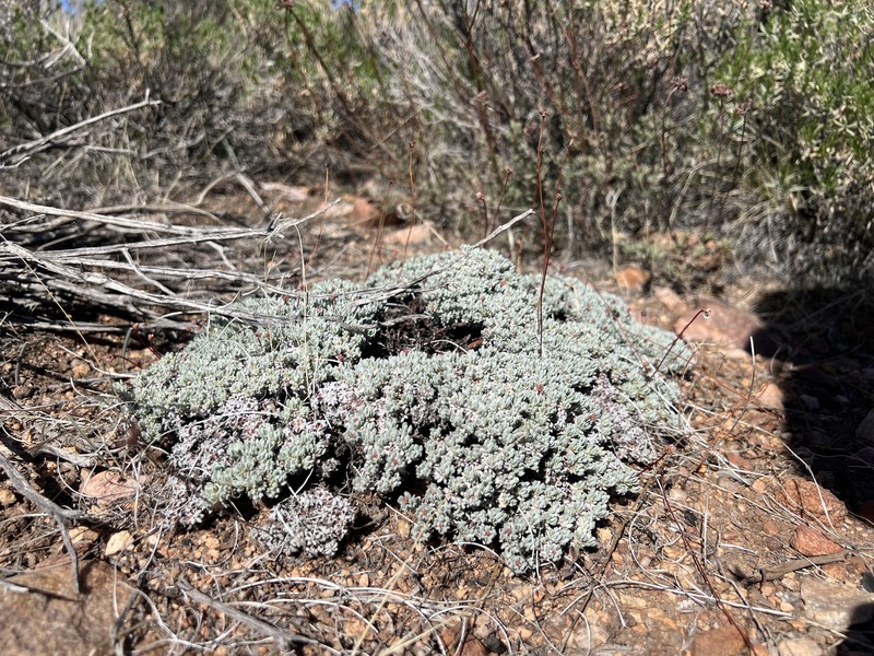 Eriogonum kennedyi var. kennedyi