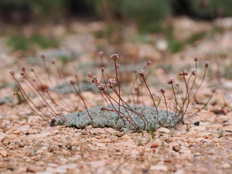 Eriogonum kennedyi var. kennedyi photo 2