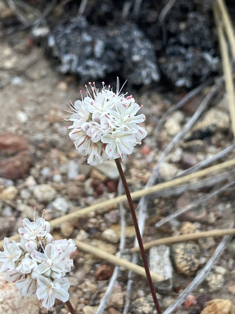 Eriogonum kennedyi var. kennedyi photo 3