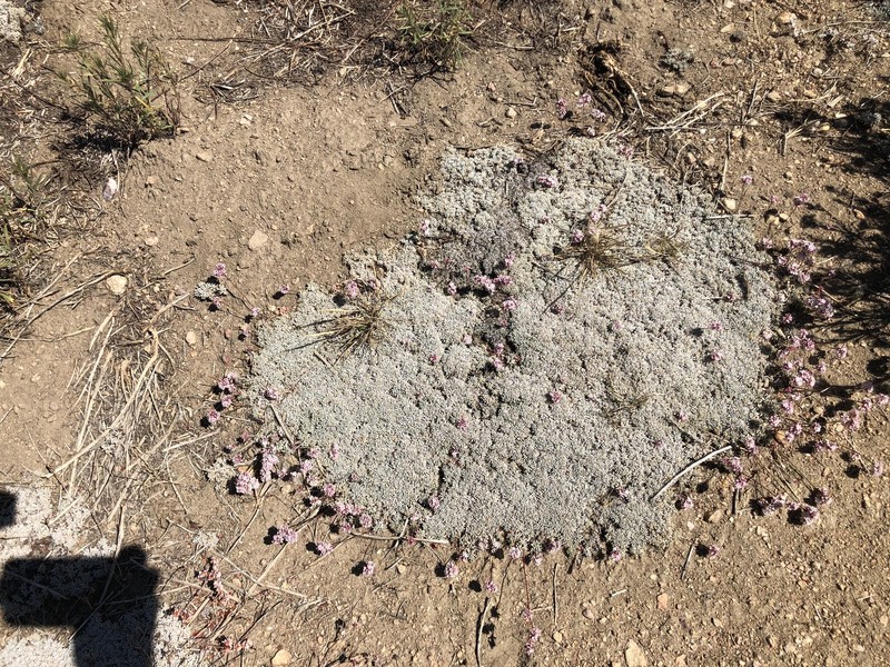 Eriogonum kennedyi var. kennedyi photo 5