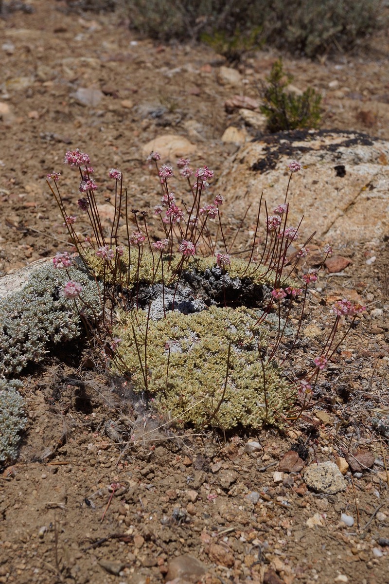 Eriogonum kennedyi var. kennedyi photo 6