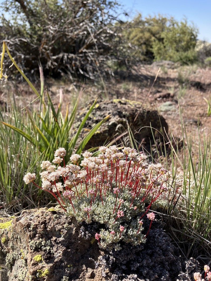 Eriogonum kennedyi var. pinicola