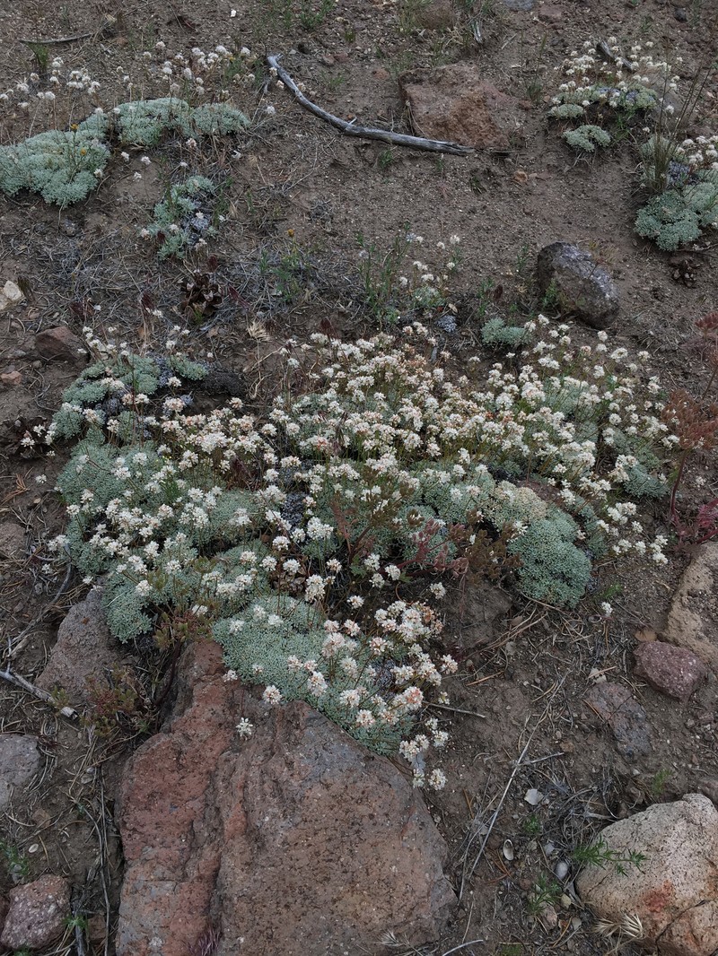 Eriogonum kennedyi var. pinicola photo 2