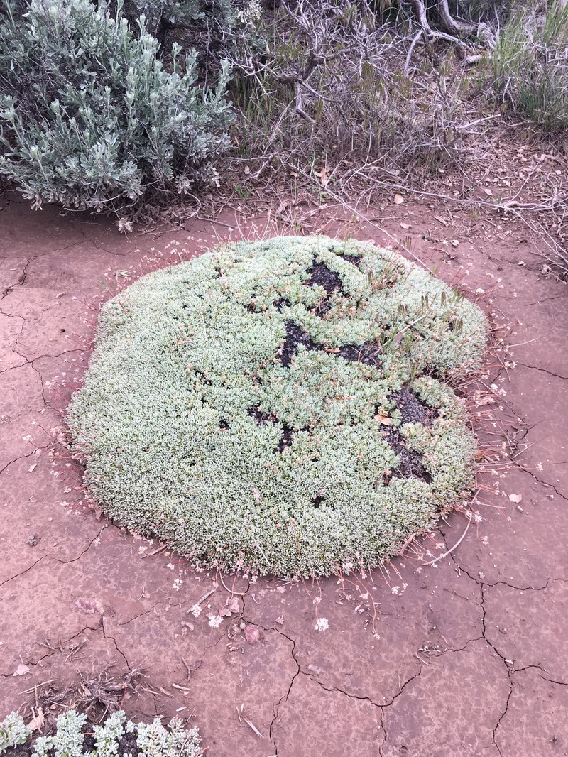 Eriogonum kennedyi var. pinicola photo 3