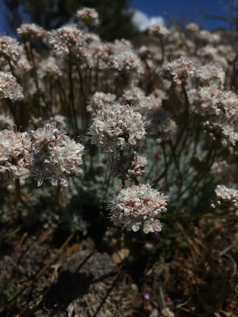 Eriogonum kennedyi var. pinicola photo 4