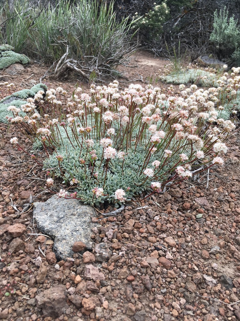 Eriogonum kennedyi var. pinicola photo 5