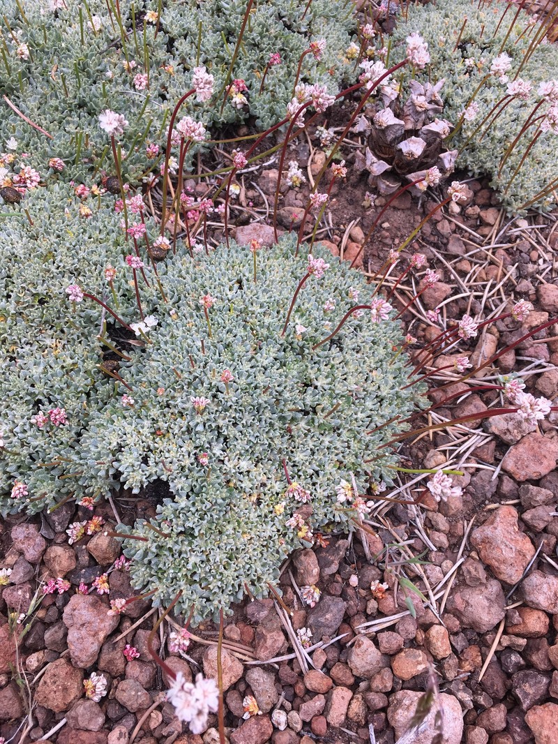 Eriogonum kennedyi var. pinicola photo 6