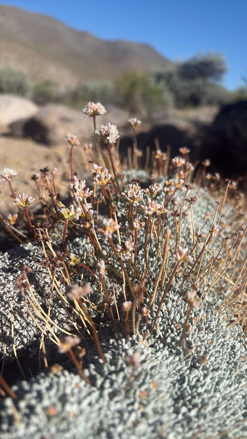 Purpus' Buckwheat