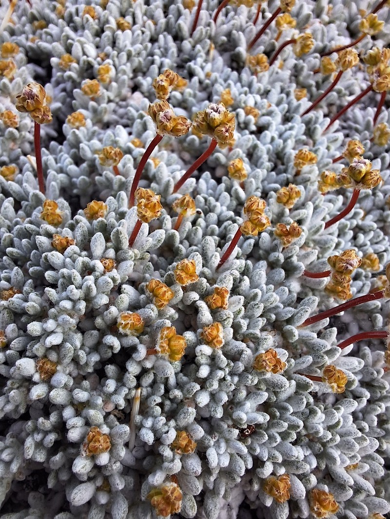 Purpus' Buckwheat photo 2