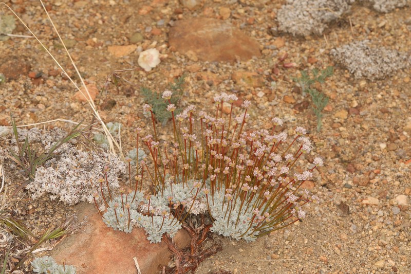 Purpus' Buckwheat photo 3