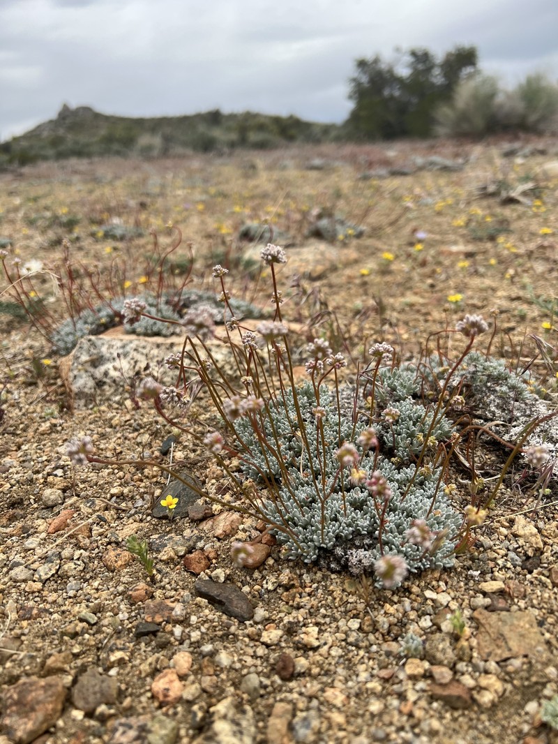 Purpus' Buckwheat photo 4