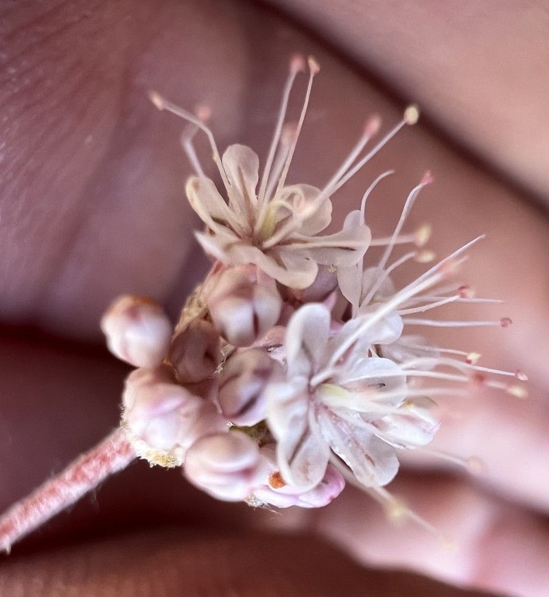 Purpus' Buckwheat photo 5