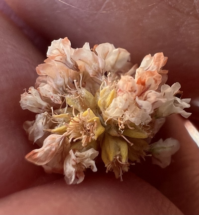 Purpus' Buckwheat photo 6