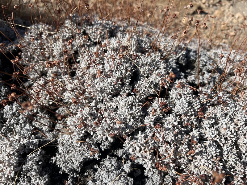 Purpus' Buckwheat photo 7