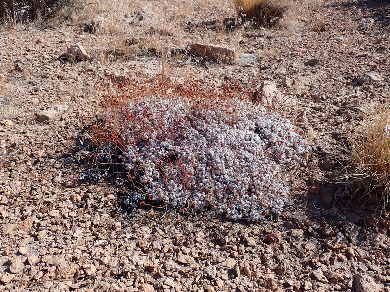 Purpus' Buckwheat photo 8