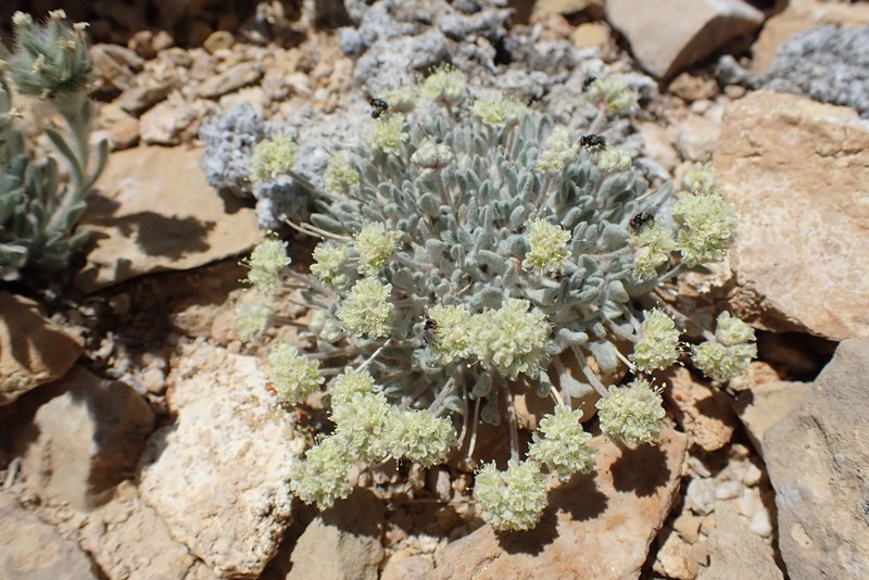 Ruby Mountain Buckwheat