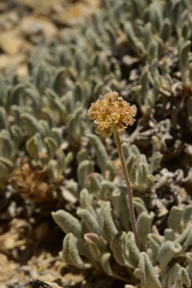 Ruby Mountain Buckwheat photo 2