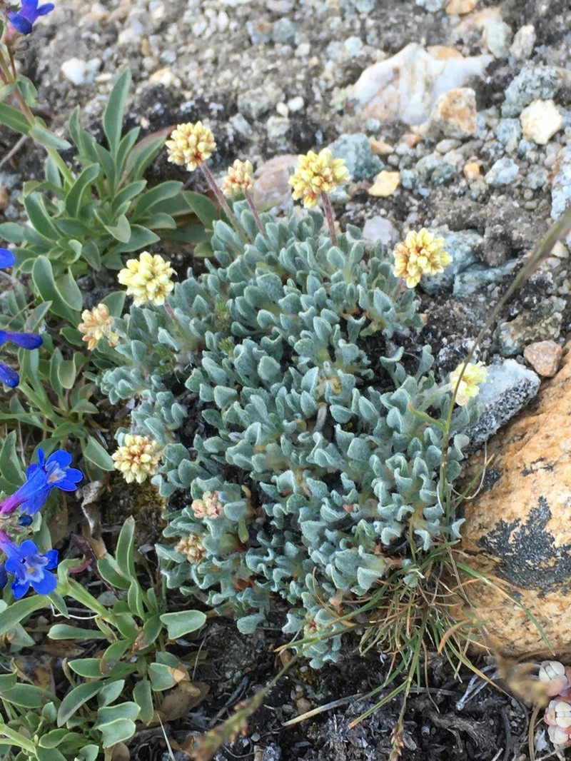Ruby Mountain Buckwheat photo 3