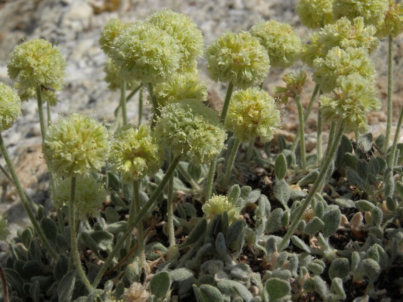 Ruby Mountain Buckwheat photo 4