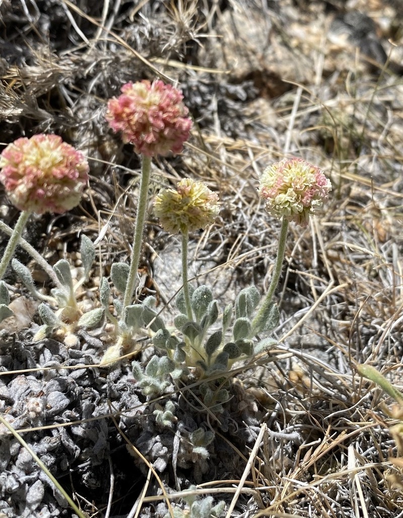 Ruby Mountain Buckwheat photo 5