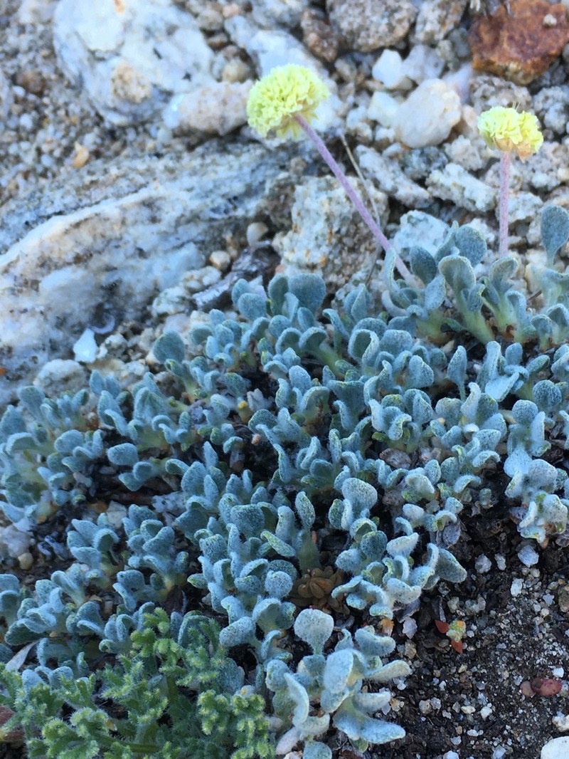 Ruby Mountain Buckwheat photo 6
