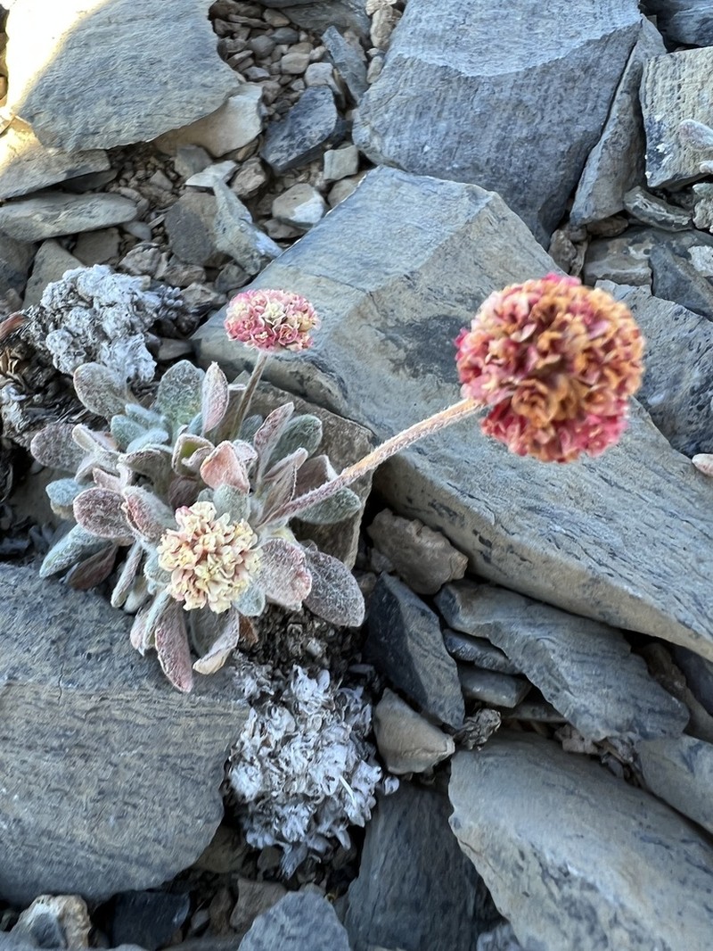 Ruby Mountain Buckwheat photo 7