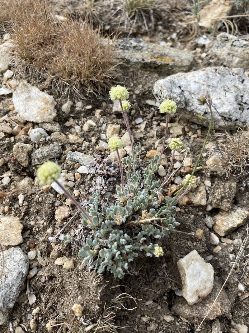 Ruby Mountain Buckwheat photo 8