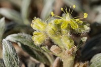 Woollycup Buckwheat