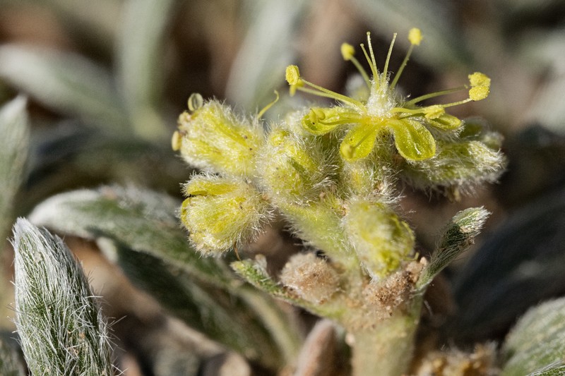 Woollycup Buckwheat