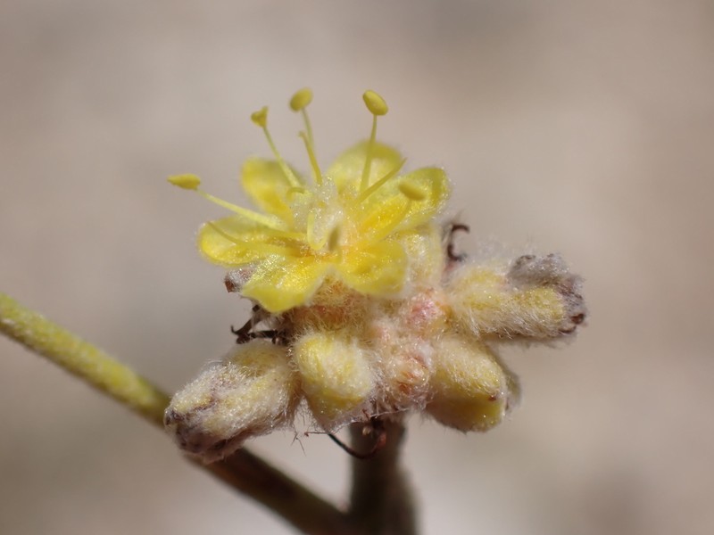 Woollycup Buckwheat photo 2