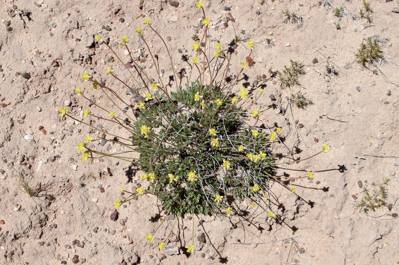 Woollycup Buckwheat photo 3