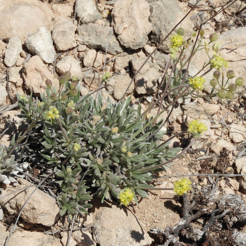Woollycup Buckwheat photo 4