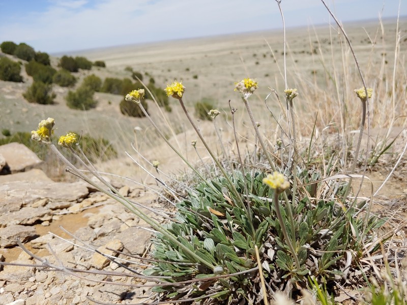 Woollycup Buckwheat photo 5