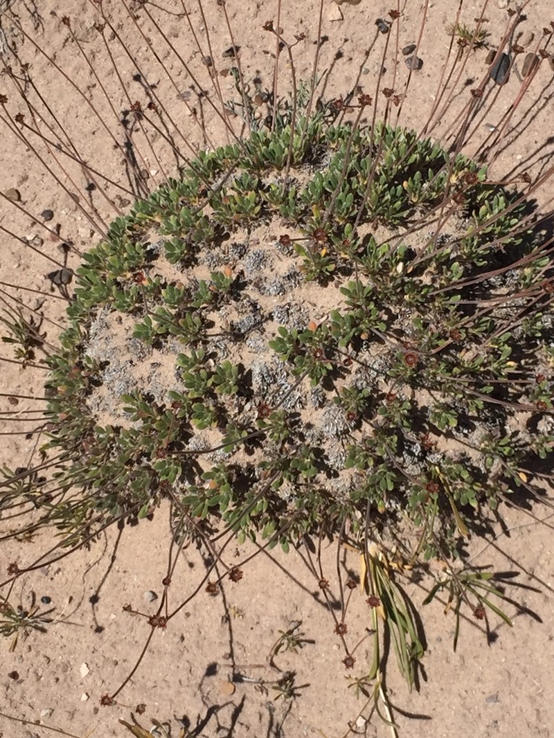 Woollycup Buckwheat photo 6