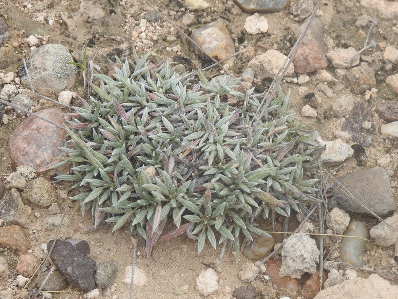 Woollycup Buckwheat photo 7