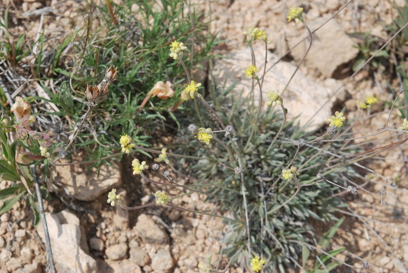 Woollycup Buckwheat photo 8