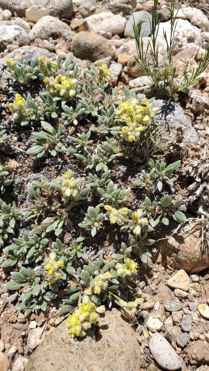 Eriogonum lachnogynum var. colobum